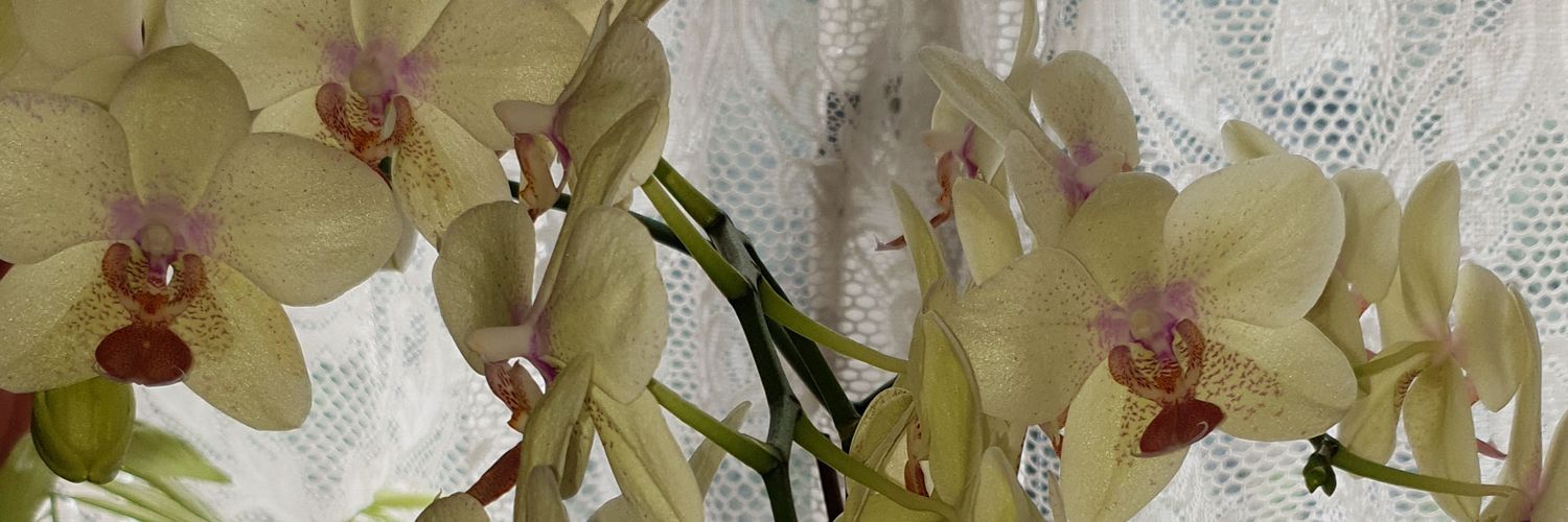 songbird_dee's profile banner image
