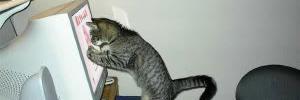 GACat's profile banner image
