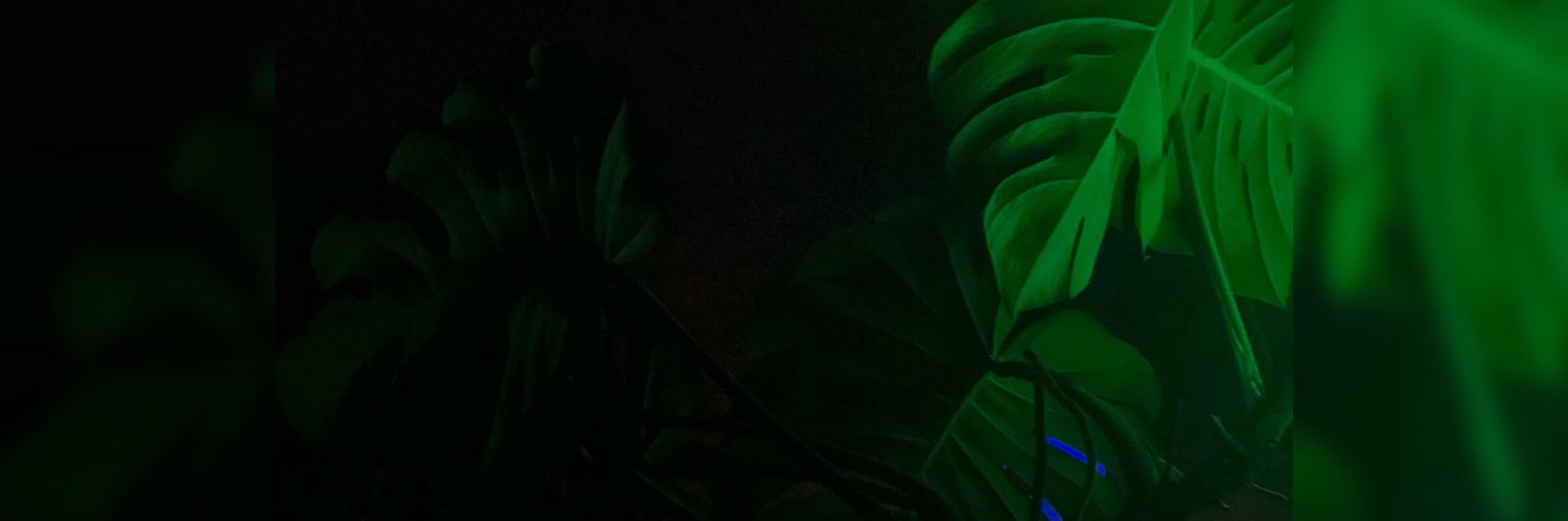 nicodeyer's profile banner image