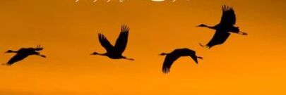 abdallh9909's profile banner image