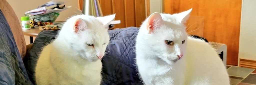 EdFatherOfCats's banner