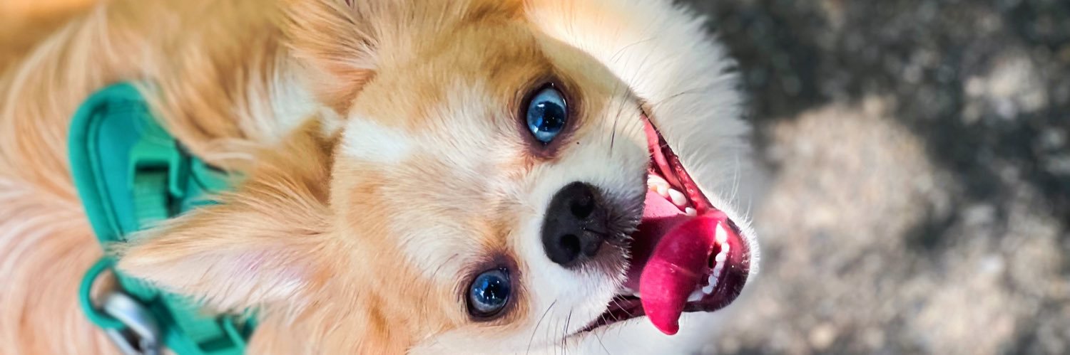 tmaglio11's profile banner image