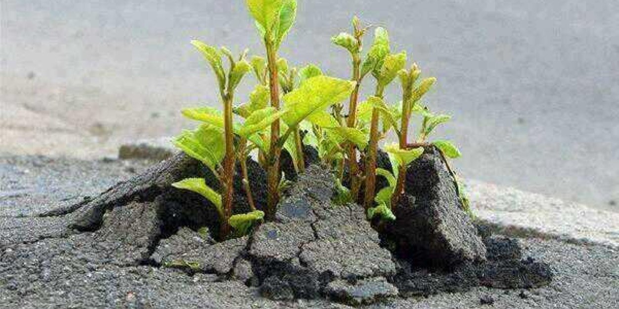 عادل خالد banner