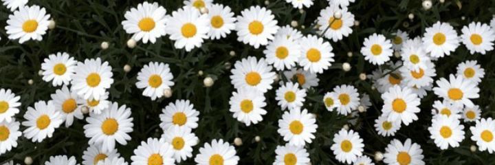 Carolinapperezz's profile banner image