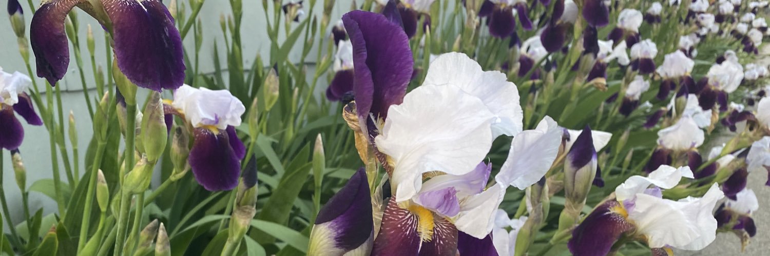 Cindy Smotherman banner