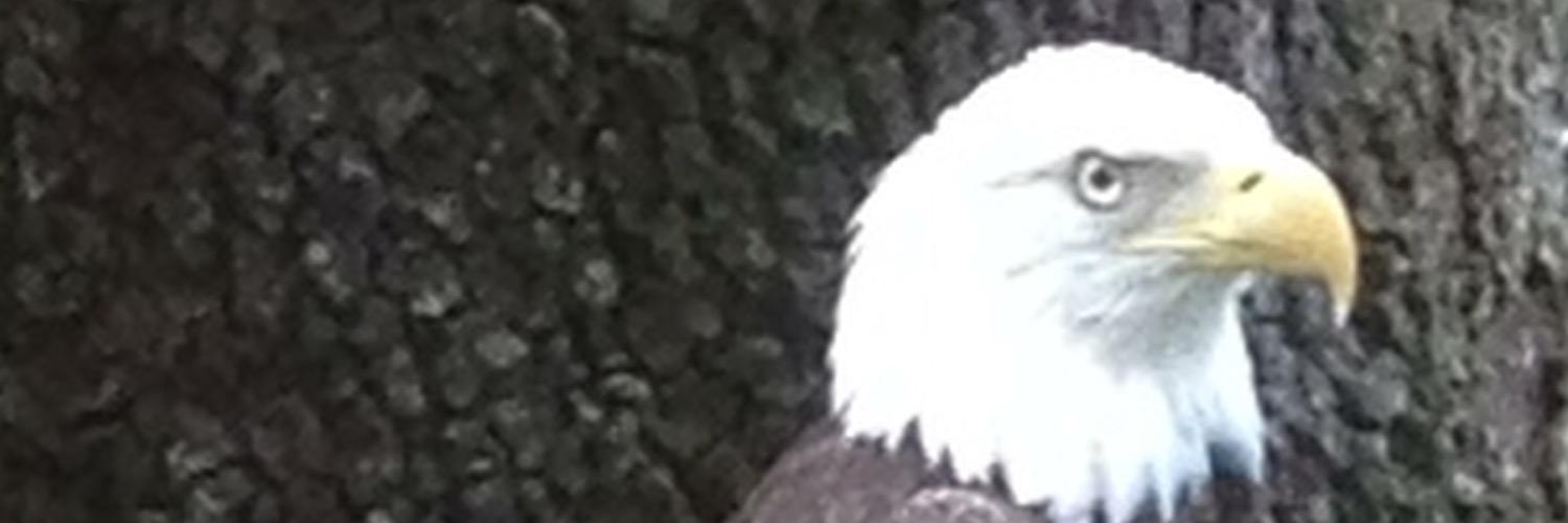 JurisDictionary's profile banner image