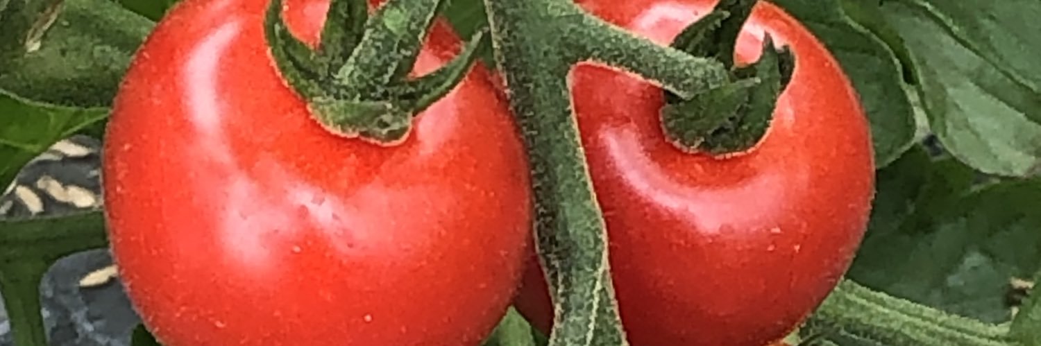 ゆうなお菜園🍅🍠's banner