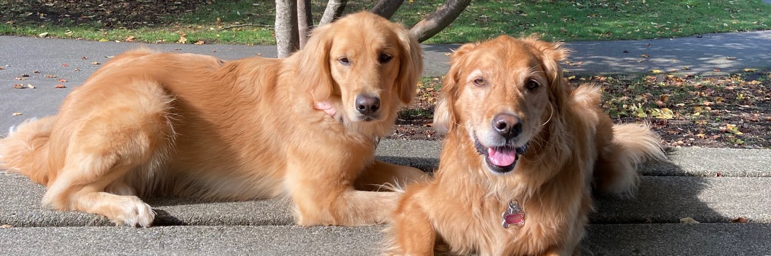 Golden Retriever Mom ElbowsUp 🇨🇦's banner
