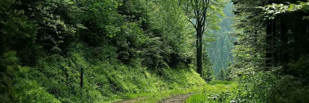 rossimtraderx's profile banner image