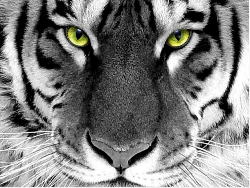 madeokka's profile banner image