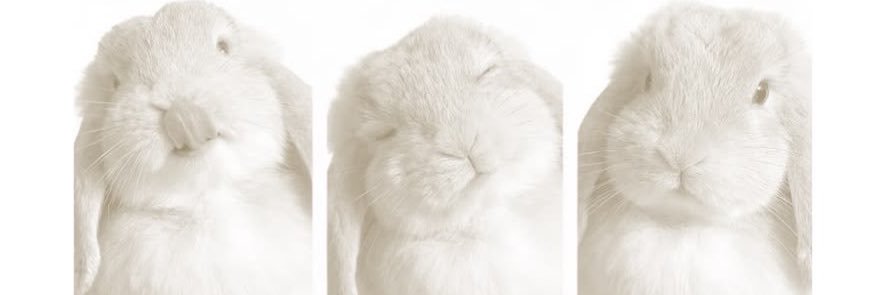 ˚.⋆꒰১ ໒꒱⋆.˚ banner
