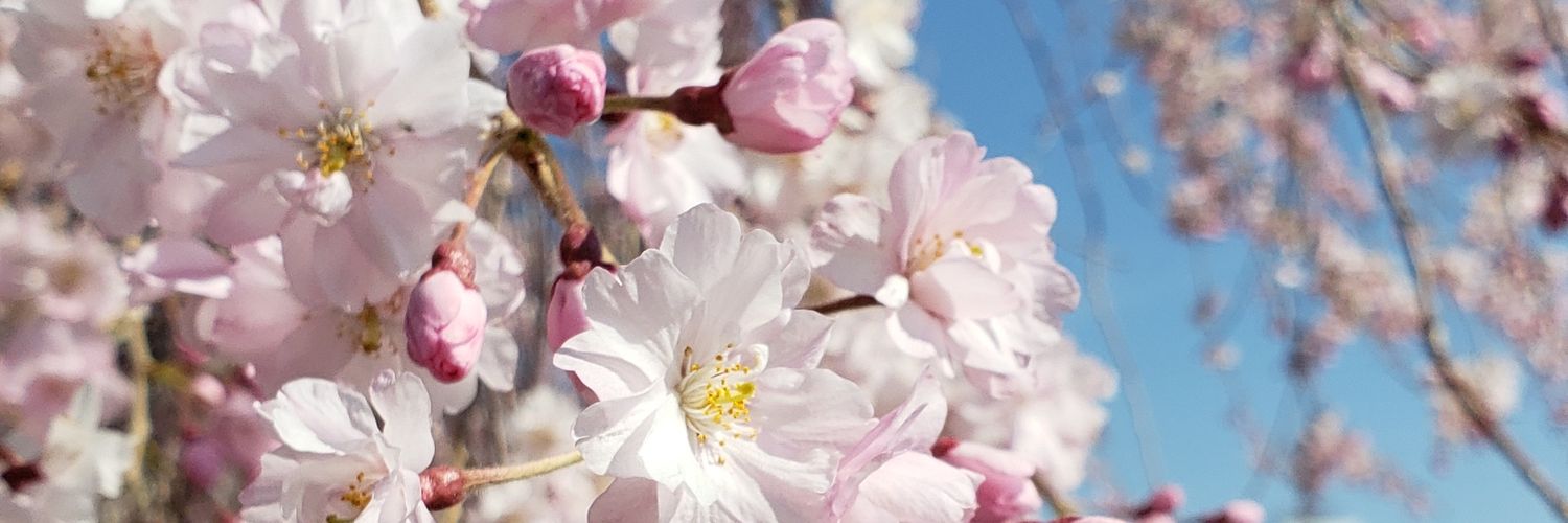 cielo_azul_24's profile banner image