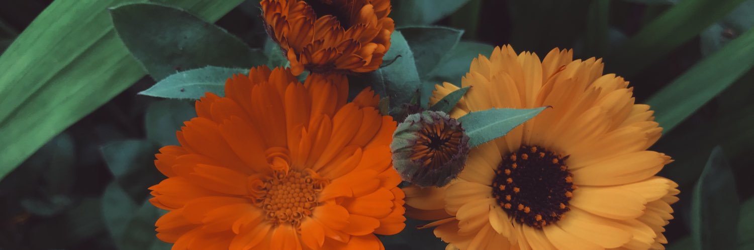 themarmalade's profile banner image