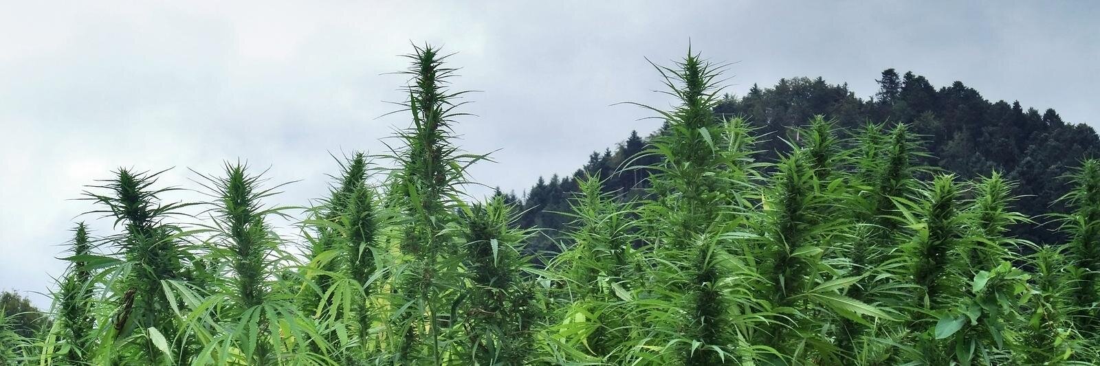 CaliGoGreen's profile banner image
