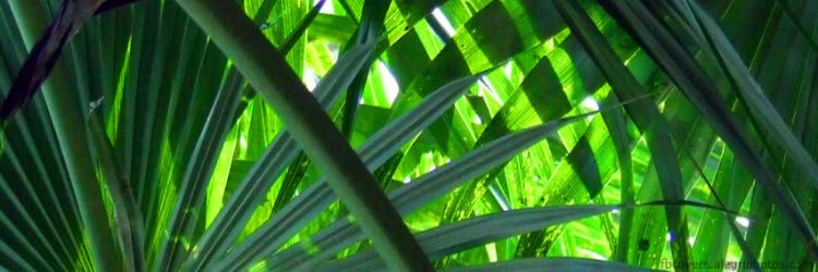 SlothSmiley's profile banner image