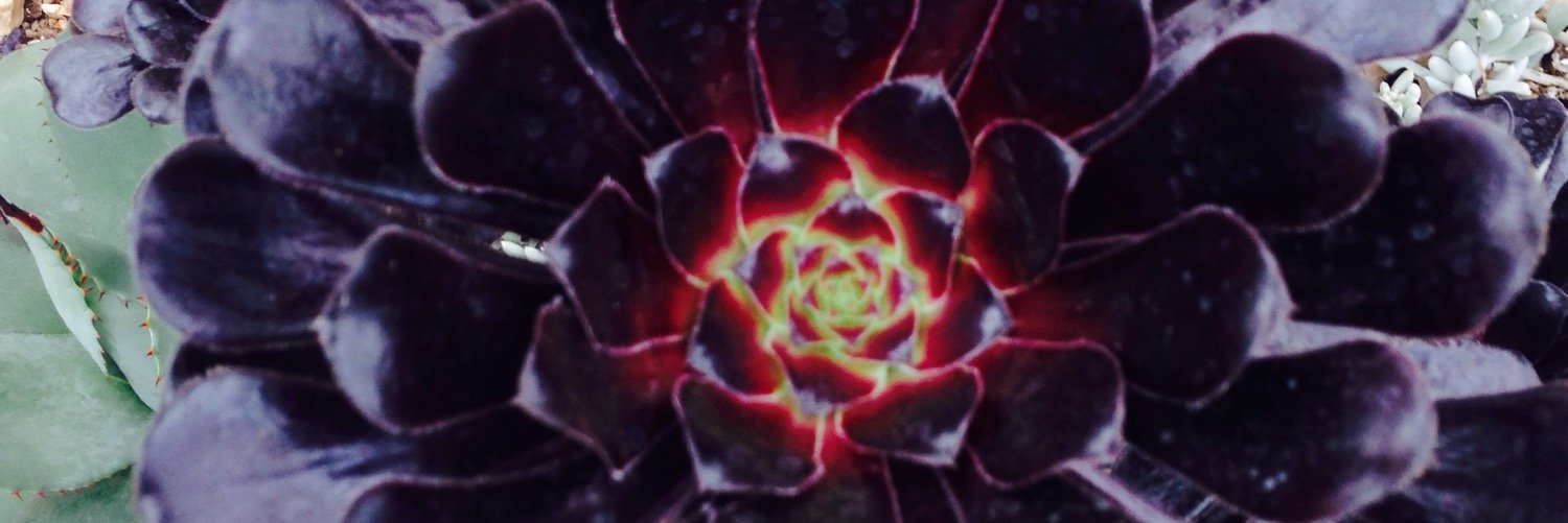 Davey in Melbs banner