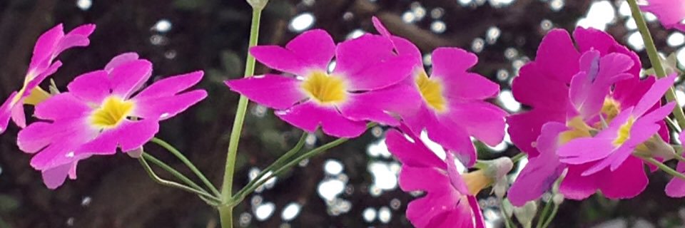 lalamoko's profile banner image