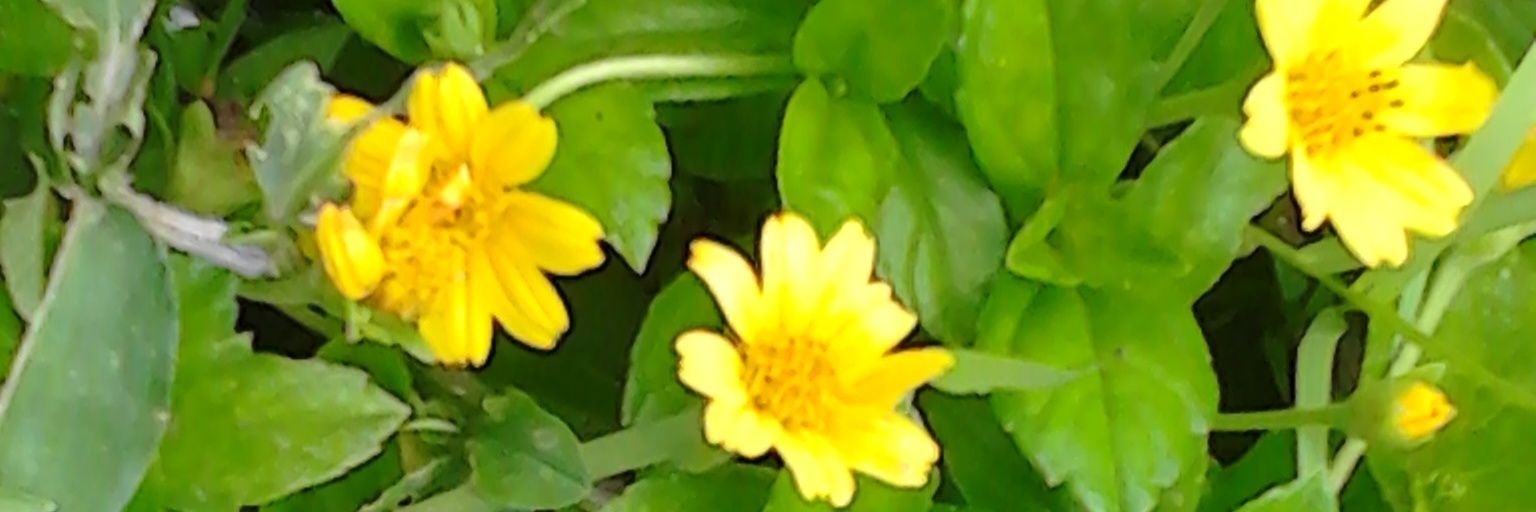 DeviAnjaniA's profile banner image