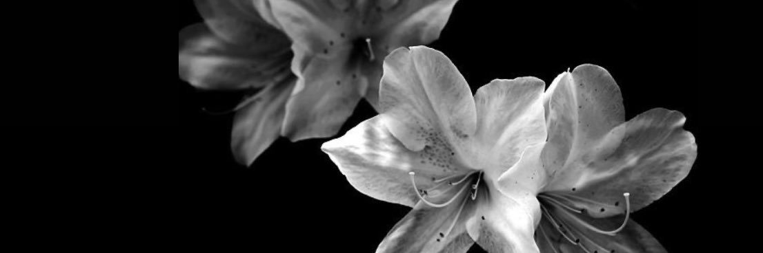 clauverse_'s profile banner image