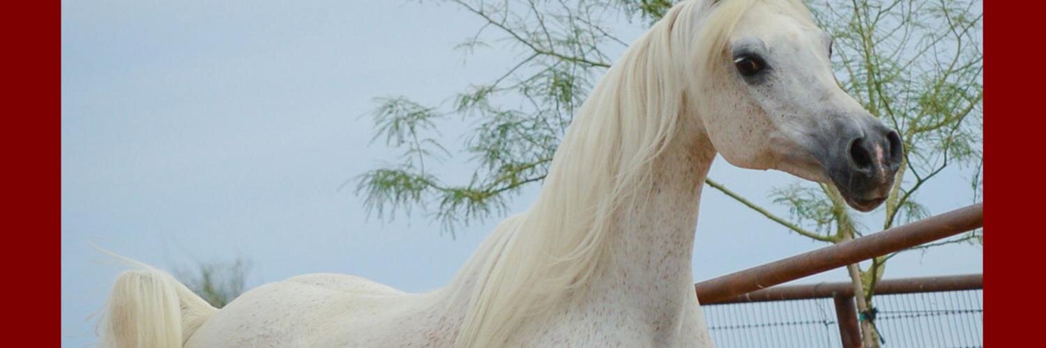 arabhorse's profile banner image