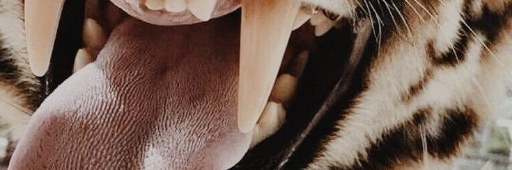 ___luucii4's profile banner image
