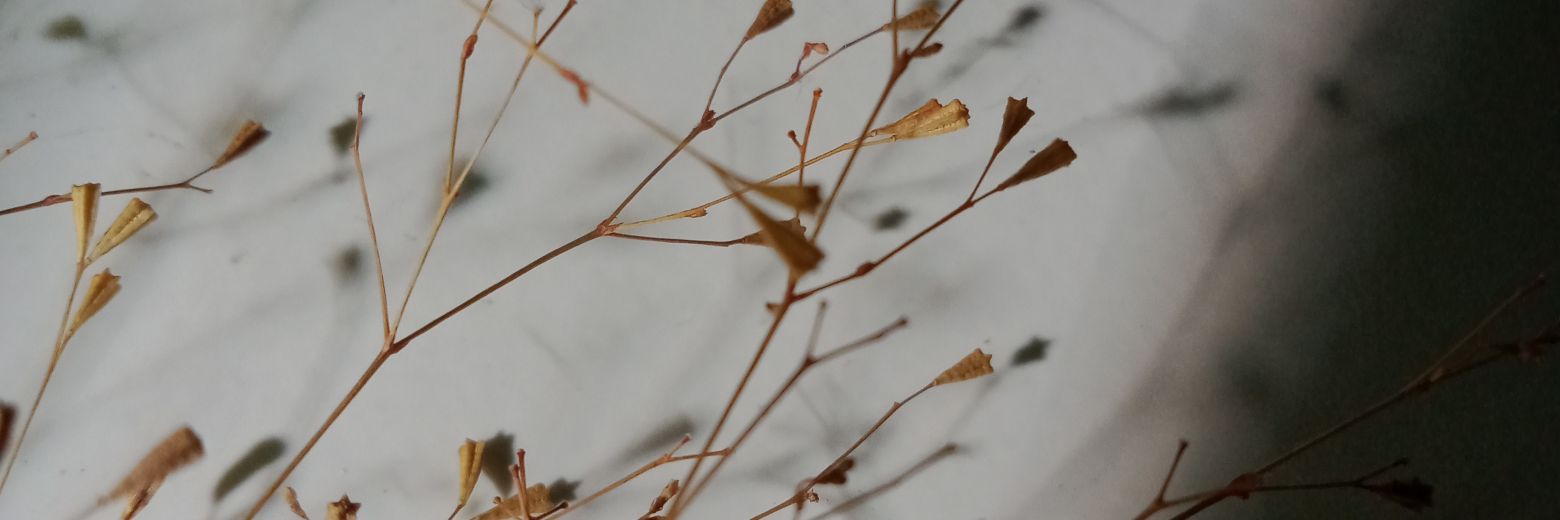 ice cream🍨 banner
