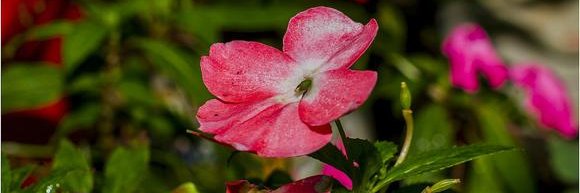 Bertha Garcia C. banner