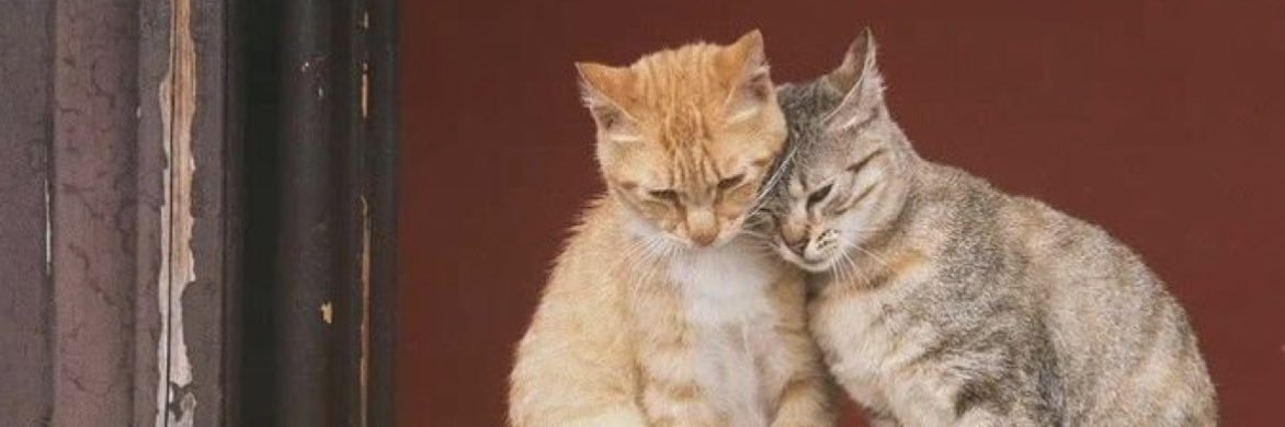 nour____a's profile banner image