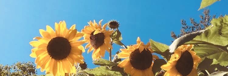ChanelSippyC's profile banner image