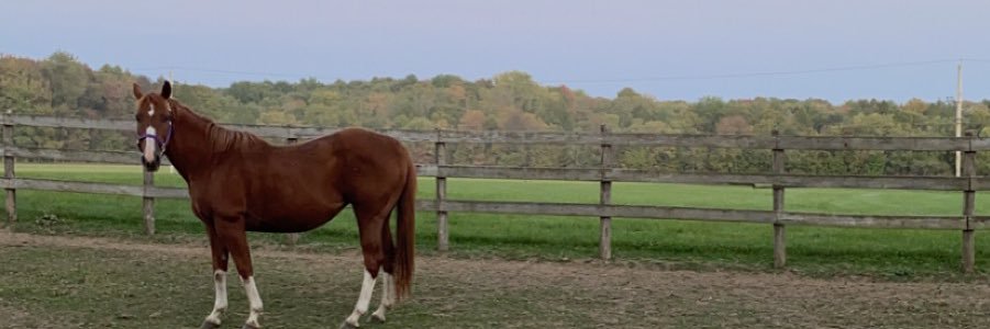 DiNittoTaylor's profile banner image