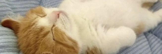 michi_kan's profile banner image