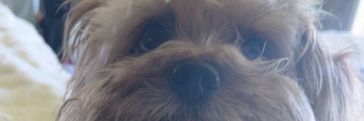 Graedan sullivan banner