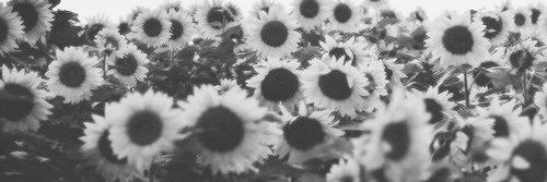 sunshineftmalik's profile banner image