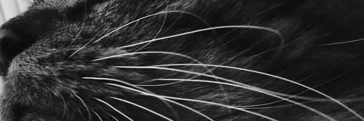 KatsMeowww's profile banner image