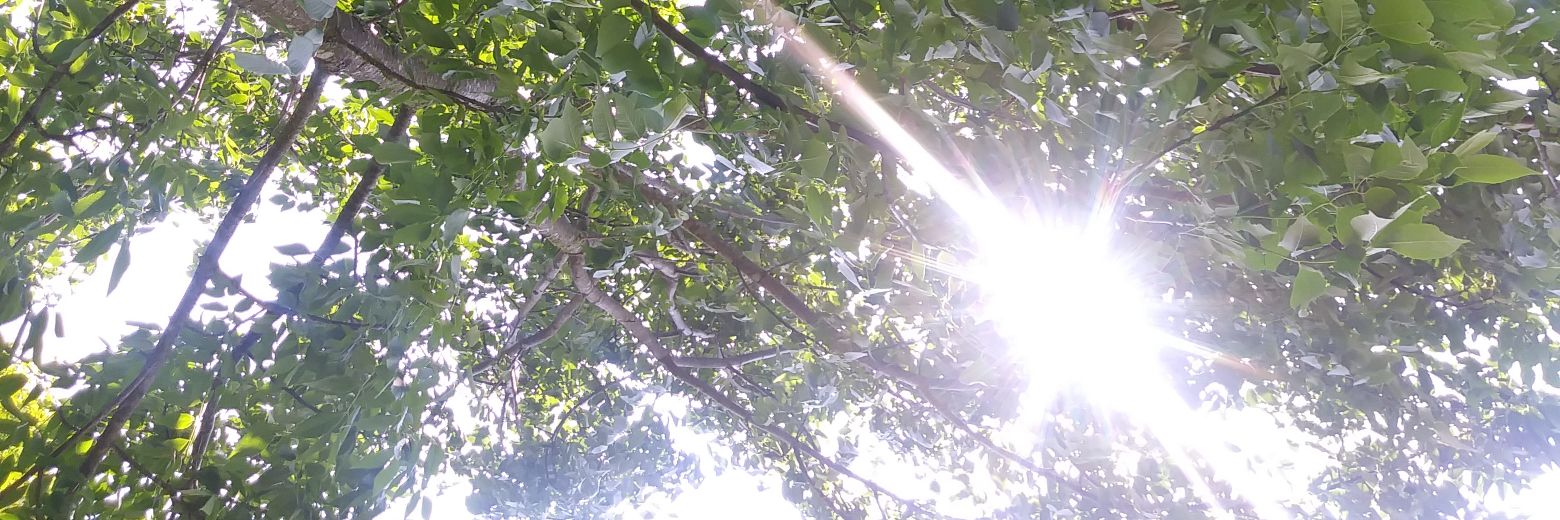 Lindsie Violette Tardif banner