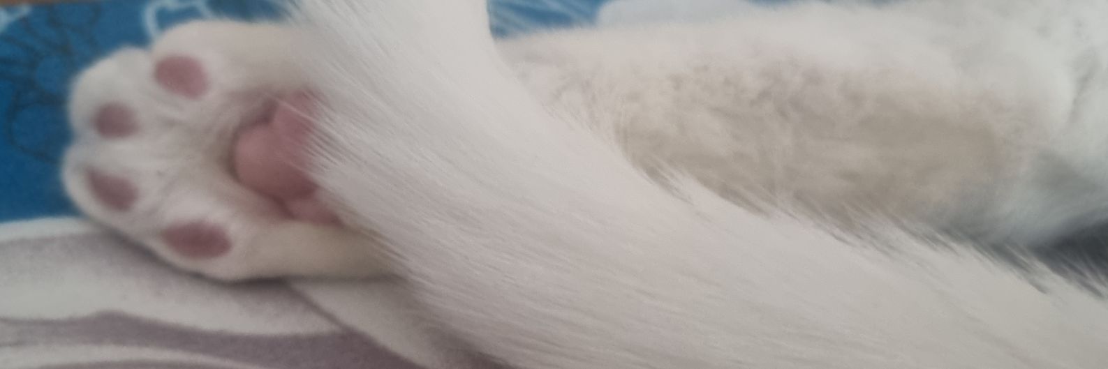 فریدا یا فردینا banner