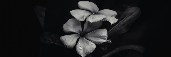 divv_dev Profile Banner