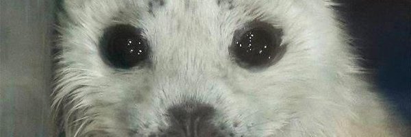 Color_spl Profile Banner