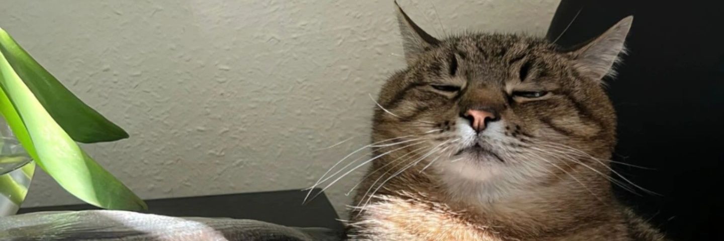 ChannelTofi's profile banner image