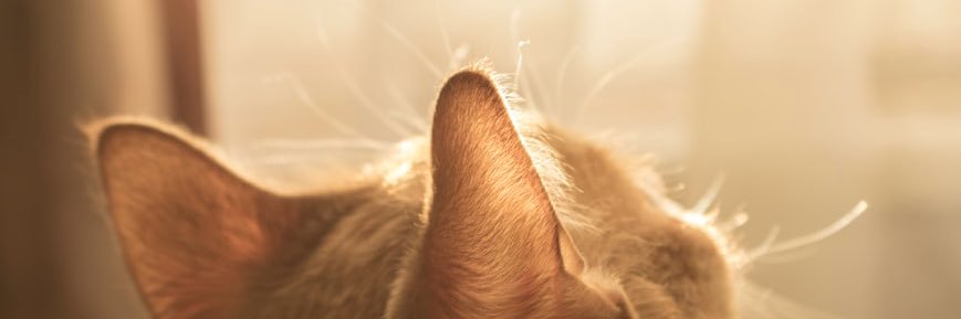 🤍BABY199🦭 banner