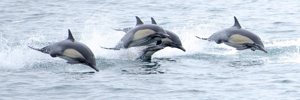 Quad_Finn Profile Banner