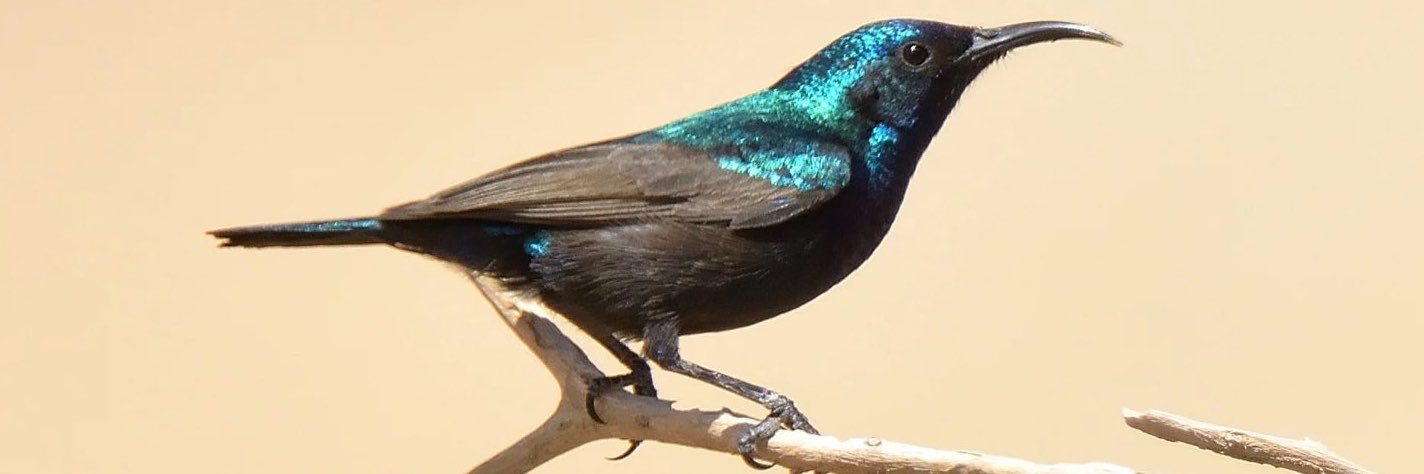 obahapali's profile banner image