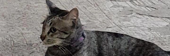 pxppx25's profile banner image