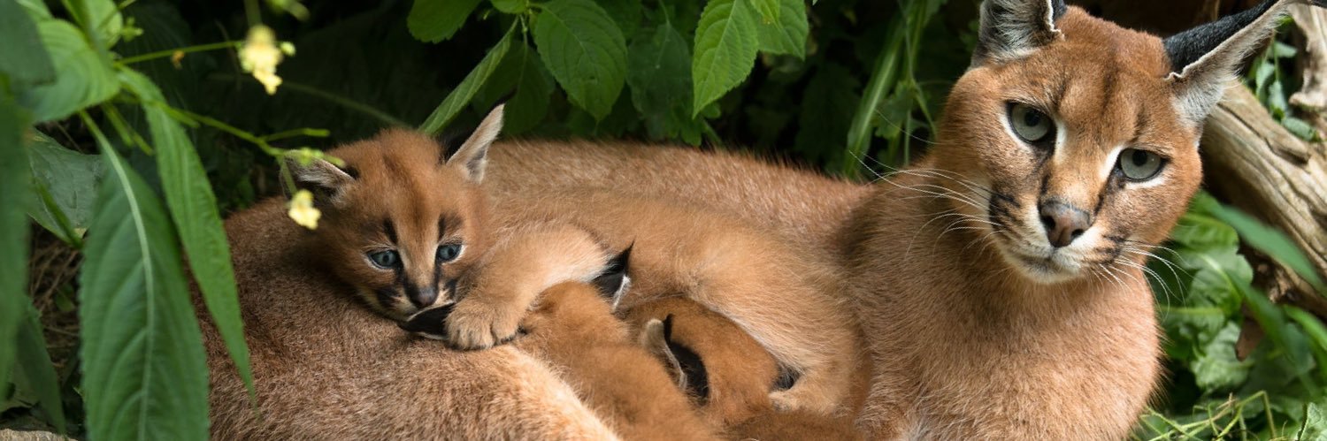 Animals are the Future banner