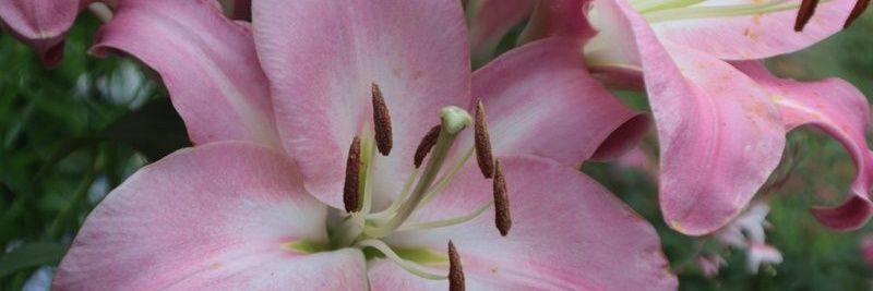 op_minded 🌸🌸🇮🇳 banner