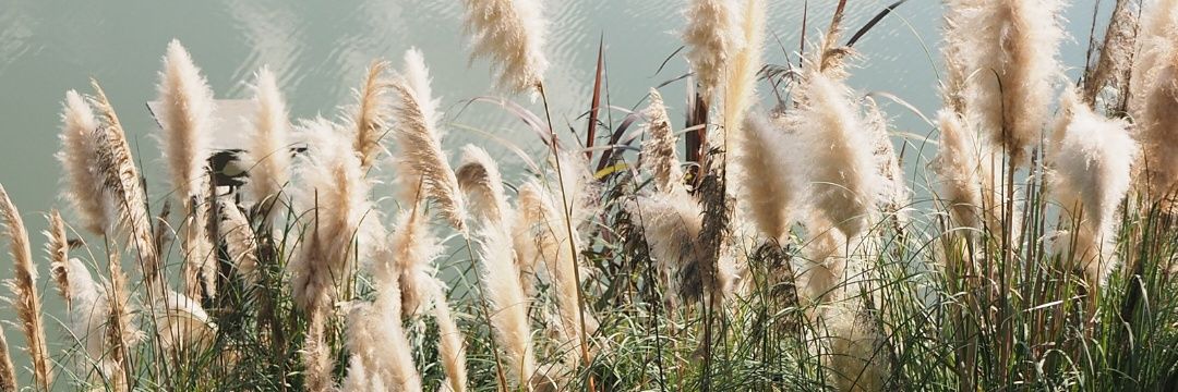refeng211's profile banner image