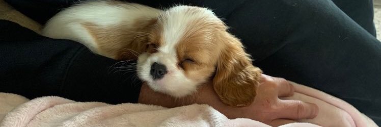 Mailey stavin banner