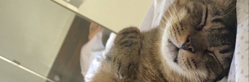 soylaleyre's profile banner image