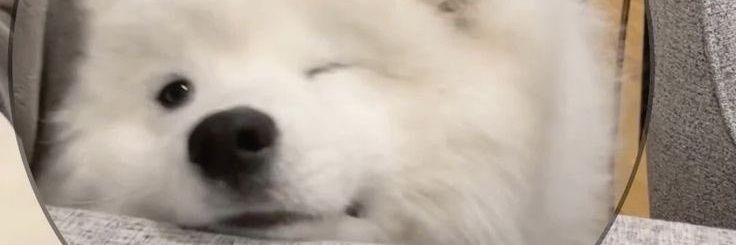 𝔜𝔬𝔲𝔯 𝔥𝔦𝔤𝔥𝔫𝔢𝔰𝔰 banner