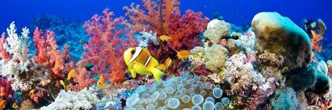 dazoon moriya(💙,🧡) banner